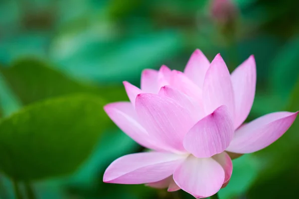 Mooie Roze Lotus Bloem Close Uitzicht — Stockfoto