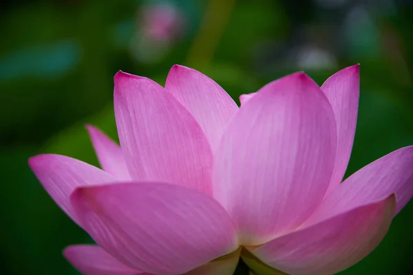 Mooie Roze Lotus Bloem Close Uitzicht — Stockfoto