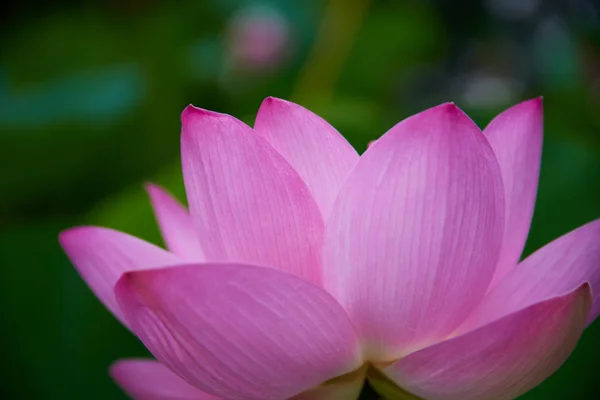 Bela Flor Lótus Rosa Vista Close — Fotografia de Stock