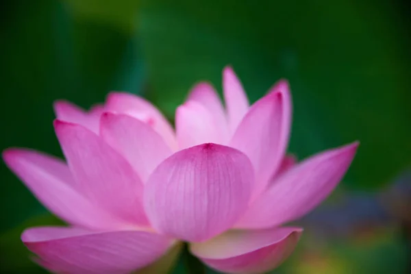 Bela Flor Lótus Rosa Vista Close — Fotografia de Stock