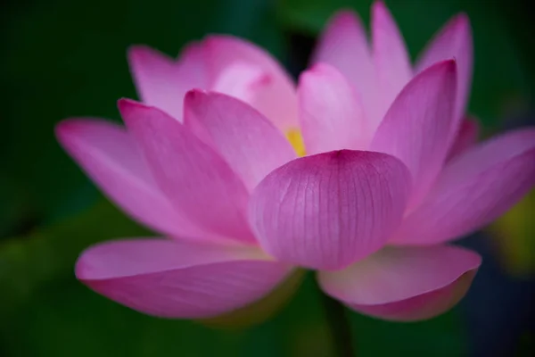 Mooie Roze Lotus Bloem Close Uitzicht — Stockfoto