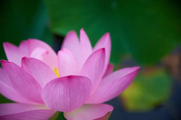 美しいピンクの蓮の花のクローズアップ — ストック写真