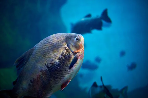 Vista Ravvicinata Dei Pesci Acquario — Foto Stock