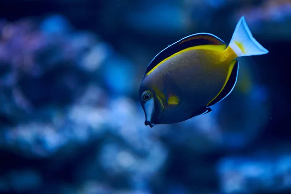 Vista Cerca Los Peces Acuario —  Fotos de Stock