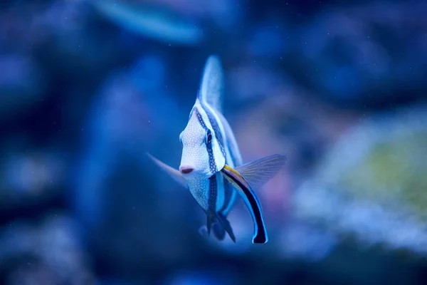 Vista Perto Peixe Aquário — Fotografia de Stock