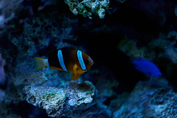 Vue Rapprochée Des Poissons Dans Aquarium — Photo