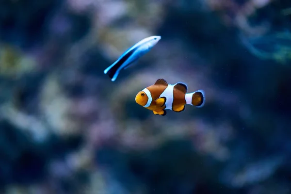 Nahaufnahme Von Fischen Aquarium — Stockfoto