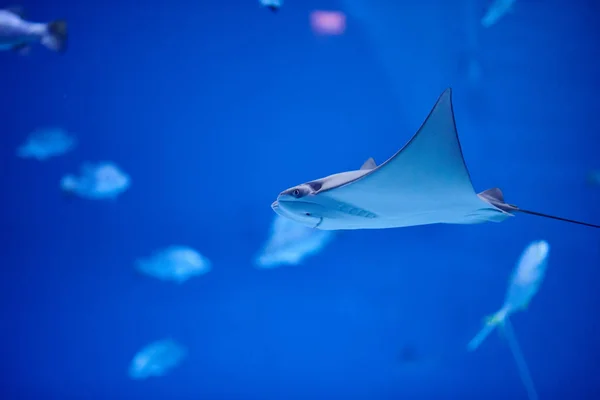 Vista Ravvicinata Dei Pesci Acquario — Foto Stock