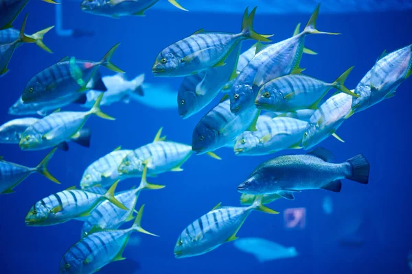 Vue Rapprochée Des Poissons Dans Aquarium — Photo