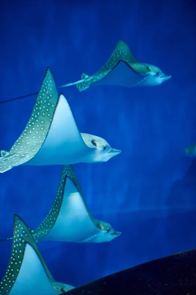 Vue Rapprochée Des Poissons Dans Aquarium — Photo