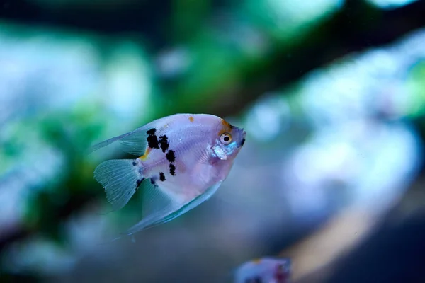 Vista Cerca Los Peces Acuario —  Fotos de Stock