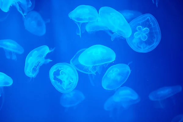 jellyfish in the aquarium. the concept of the world