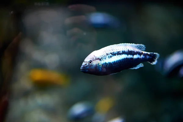 水族館の魚の近景 — ストック写真