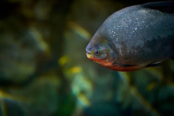 Vista Perto Peixe Aquário — Fotografia de Stock