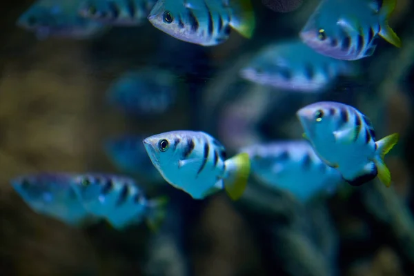 水族館の魚の近景 — ストック写真