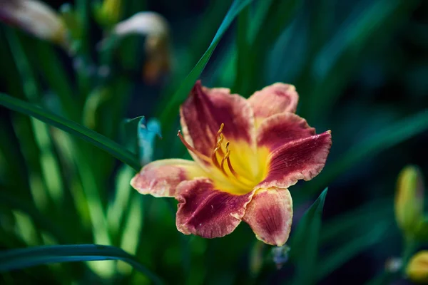 Gyönyörű Vörös Virág Kertben — Stock Fotó