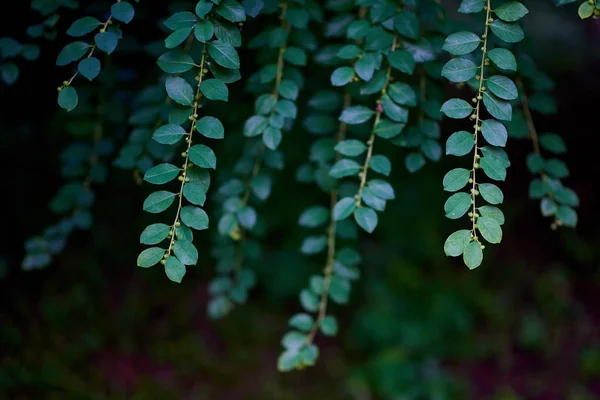 Close View Green Leaves — Stock Photo, Image