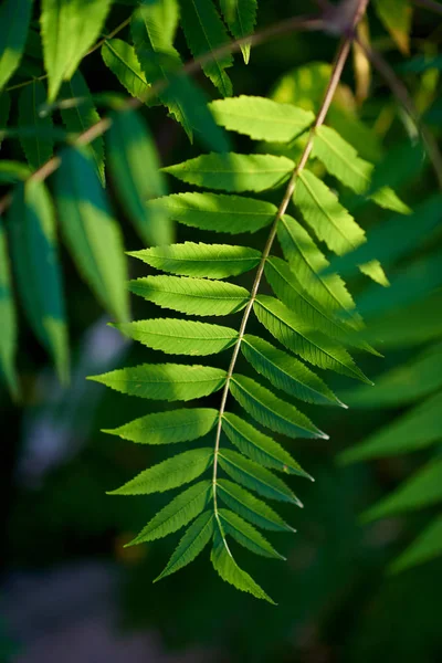 Vue Rapprochée Des Feuilles Vertes — Photo