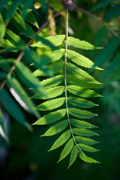 Vue Rapprochée Des Feuilles Vertes — Photo