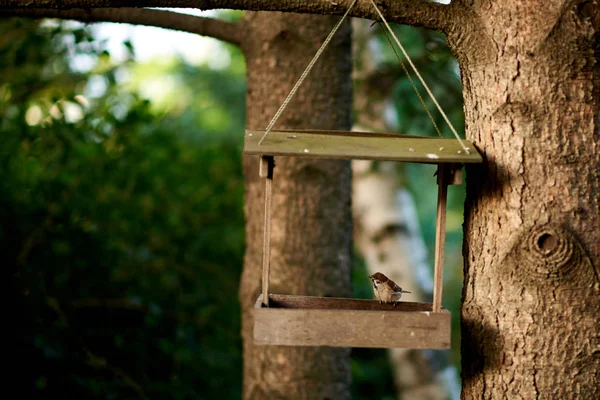 Vogelhaus Des Baumes Park — Stockfoto