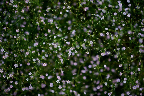 Frühling Wilde Blumen Nahaufnahme — Stockfoto