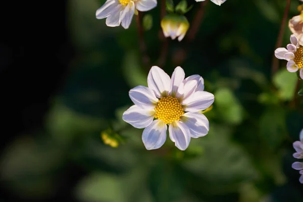 Primavera Flores Silvestres Vista Close — Fotografia de Stock