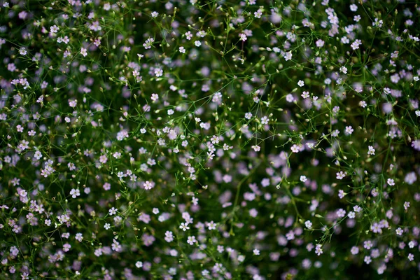 Frühling Wilde Blumen Nahaufnahme — Stockfoto