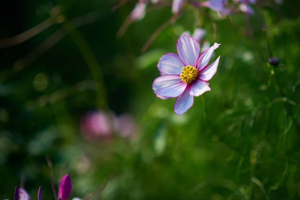 Spring Wild Flowers Close View — Stock Photo, Image