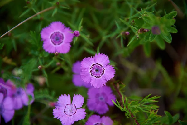 Frühling Wilde Blumen Nahaufnahme — Stockfoto