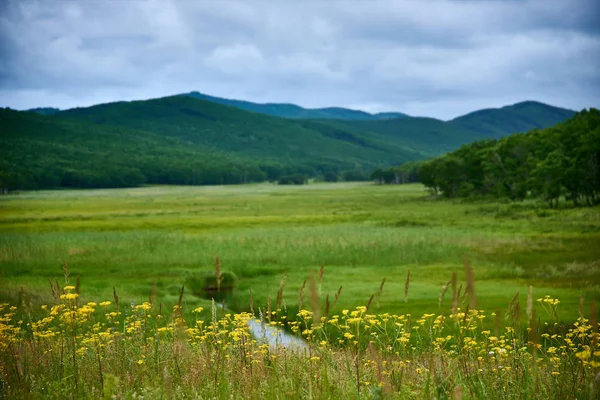 Summer Landscape Green Meadow — Stock Photo, Image
