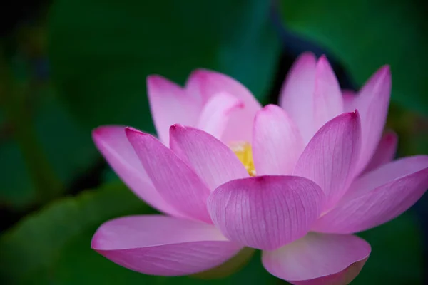 Schöne Rosa Lotusblume Nahaufnahme lizenzfreie Stockbilder