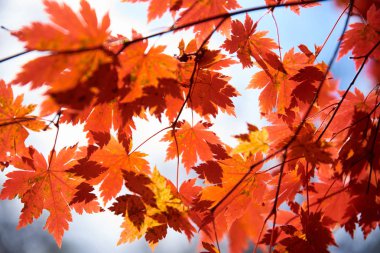 Renkli sonbahar yapraklarının yakın görüntüsü 