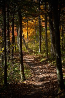 Sonbaharda güneşli bir günde ağaçlar 