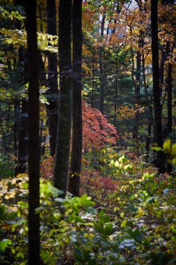 Sonbaharda güneşli bir günde ağaçlar 