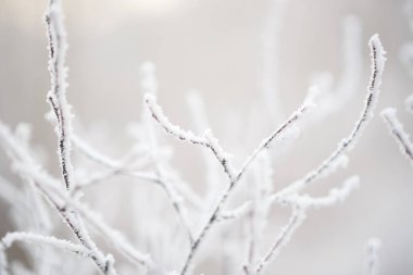 kış orman içinde donmuş ağaç.