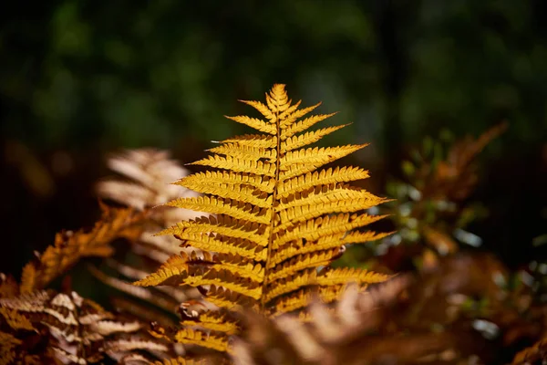 Vue Rapprochée Feuille Fougère — Photo