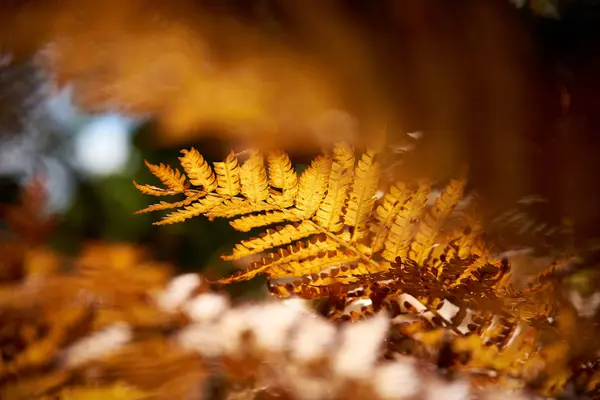 Närbild Ormbunksblad — Stockfoto