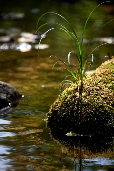 Fluss Mit Wasser Und Steinen Wald — Stockfoto