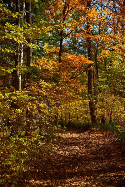 Bäume Einem Sonnigen Herbsttag — Stockfoto