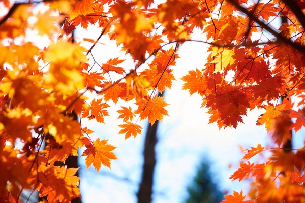 Close Van Kleurrijke Herfstbladeren — Stockfoto