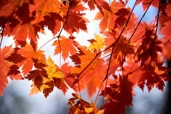 Widok Bliska Kolorowych Jesiennych Liści — Zdjęcie stockowe