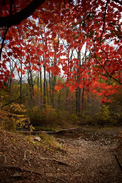 Árvores Dia Ensolarado Outono — Fotografia de Stock