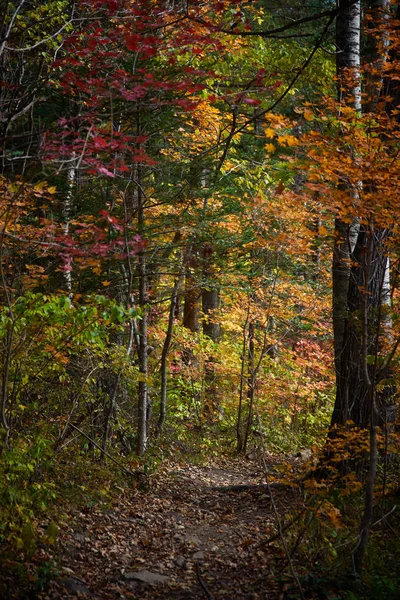 Trees Sunny Day Autumn — Stock Photo, Image