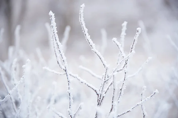 Заморожене Дерево Зимовому Лісі — стокове фото