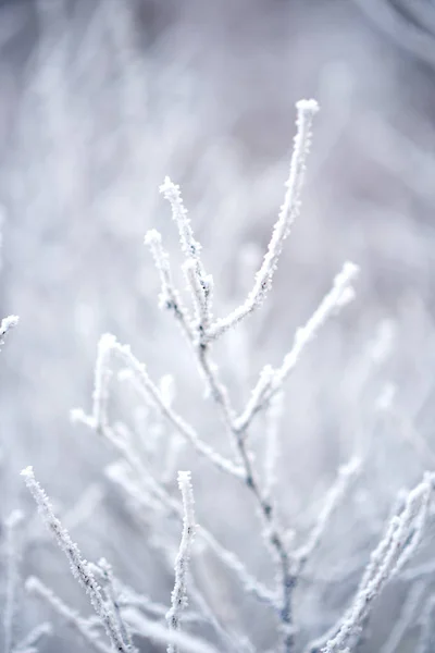 Bevroren Structuur Winter Forest — Stockfoto