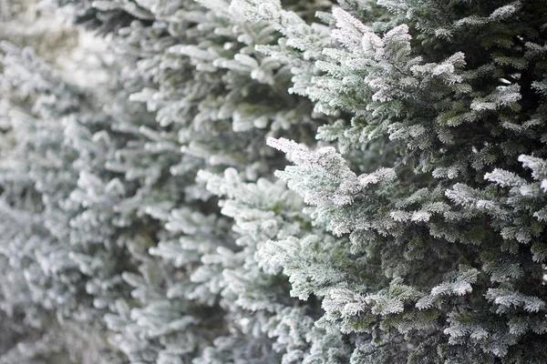 Замороженное Дерево Зимнем Лесу — стоковое фото