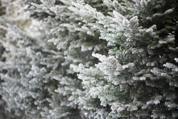 Albero Congelato Nella Foresta Invernale — Foto Stock