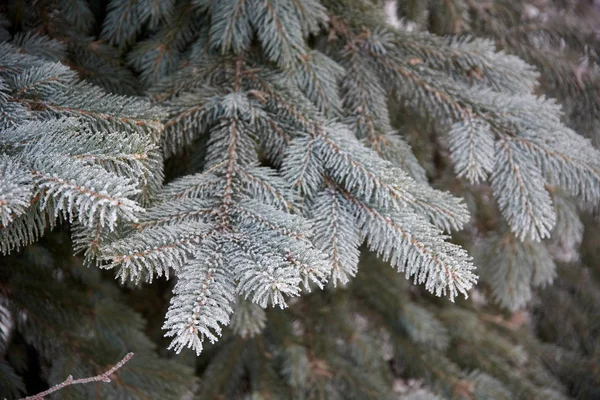 Заморожене Дерево Зимовому Лісі — стокове фото