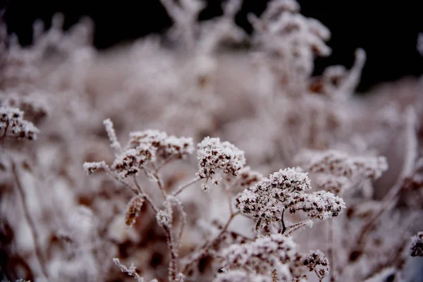 Bevroren Structuur Winter Forest — Stockfoto