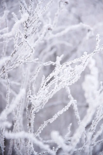 Gefrorener Baum Winterwald — Stockfoto